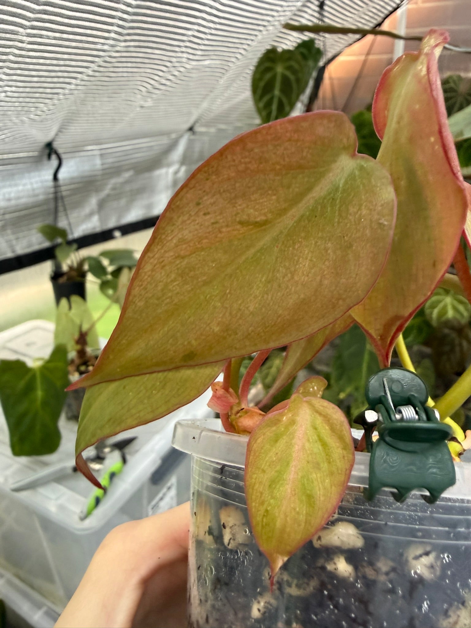 Philodendron Micans narrow form variegated