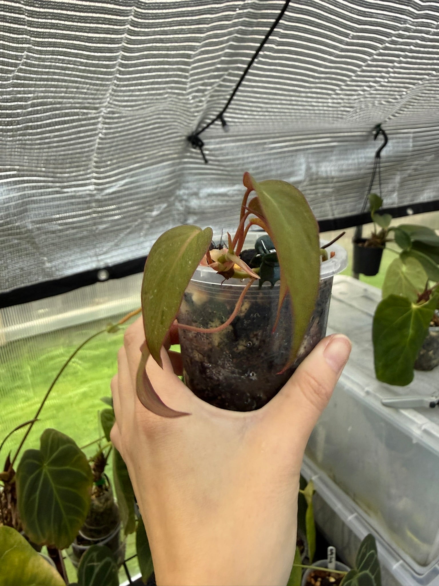Philodendron Micans narrow form variegated