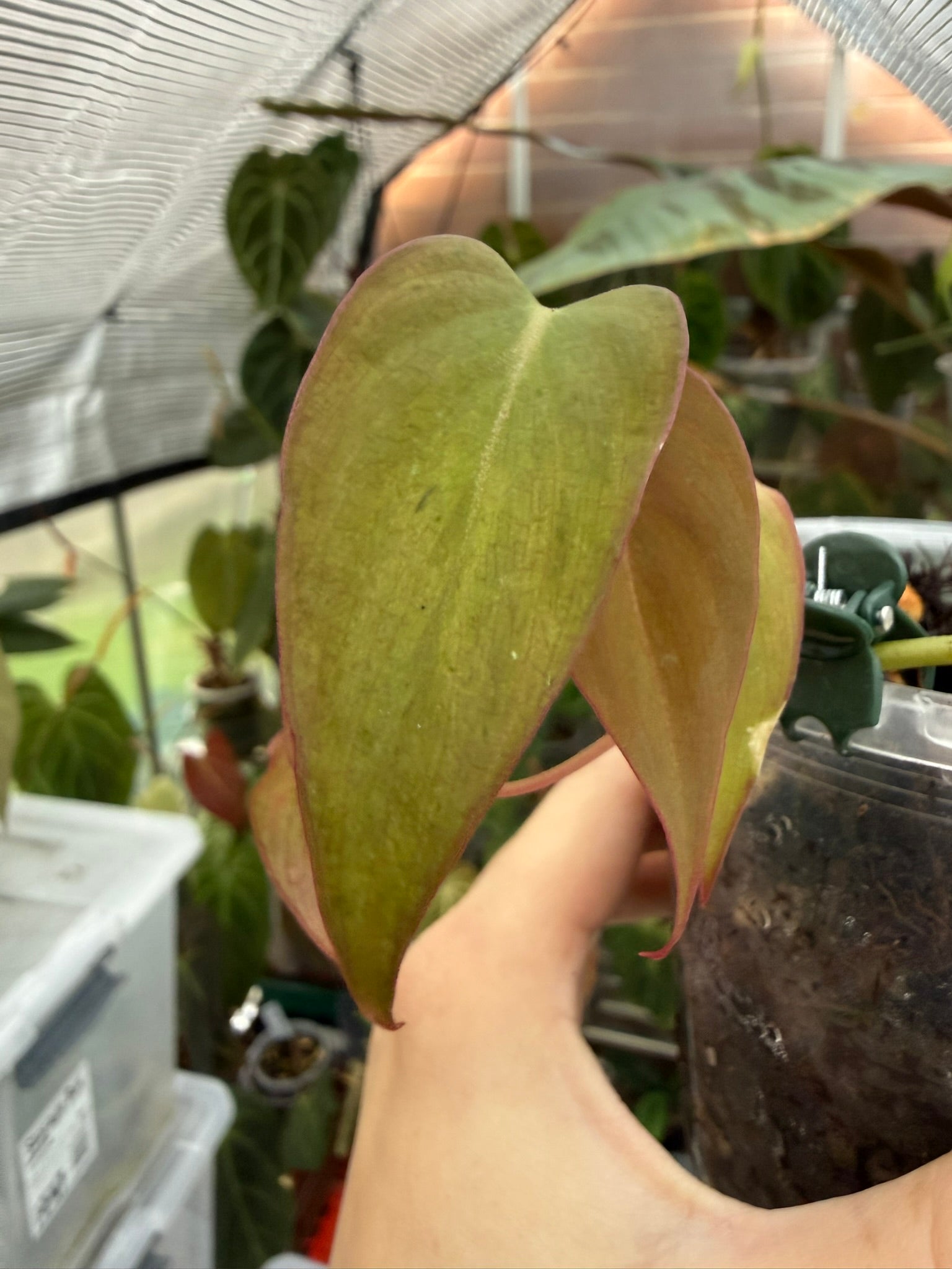 Philodendron Micans narrow form variegated