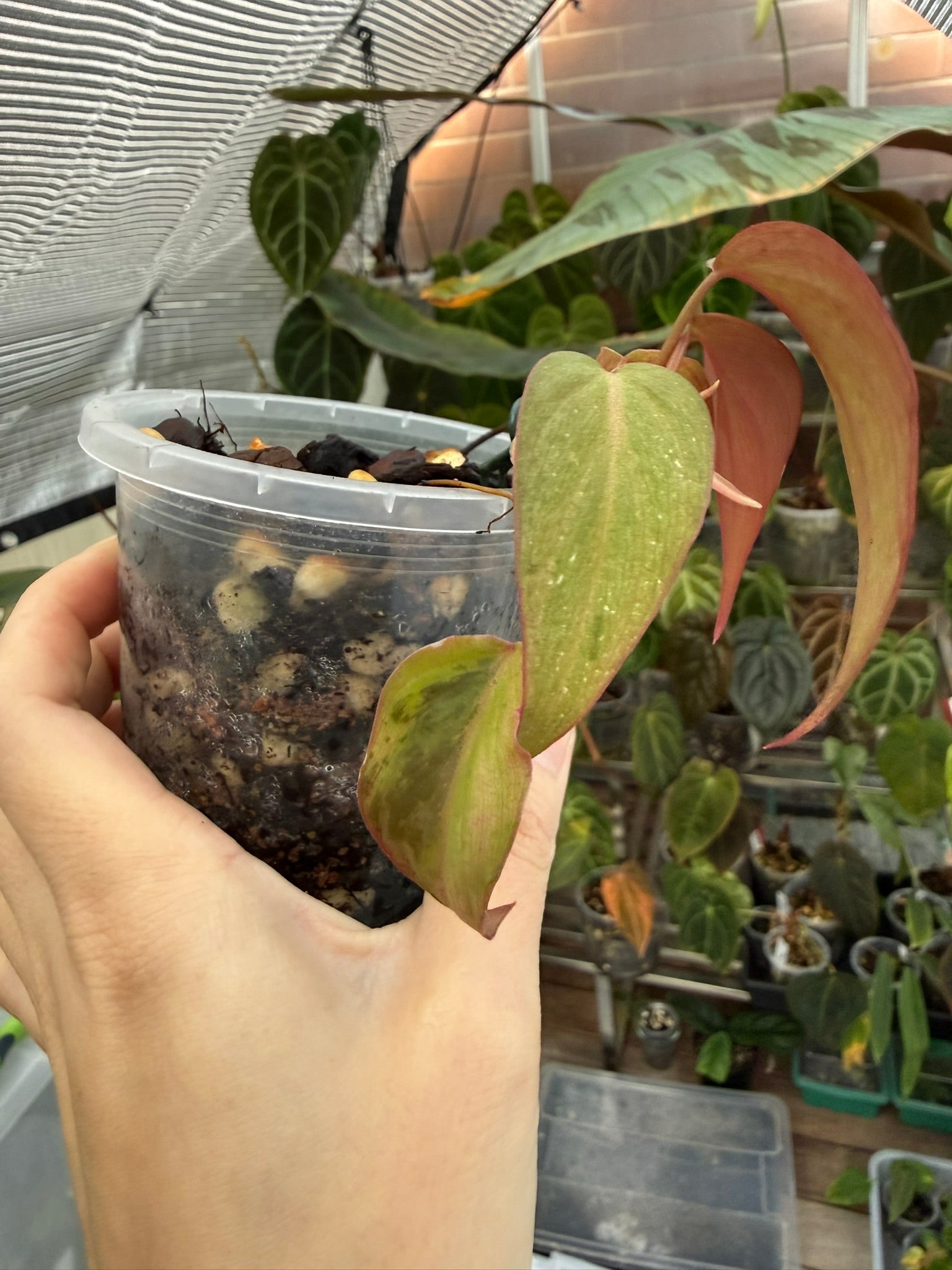 Philodendron Micans narrow form variegated