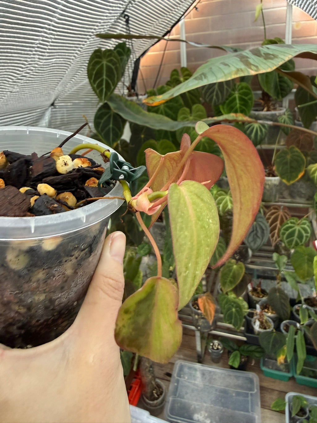 Philodendron Micans narrow form variegated