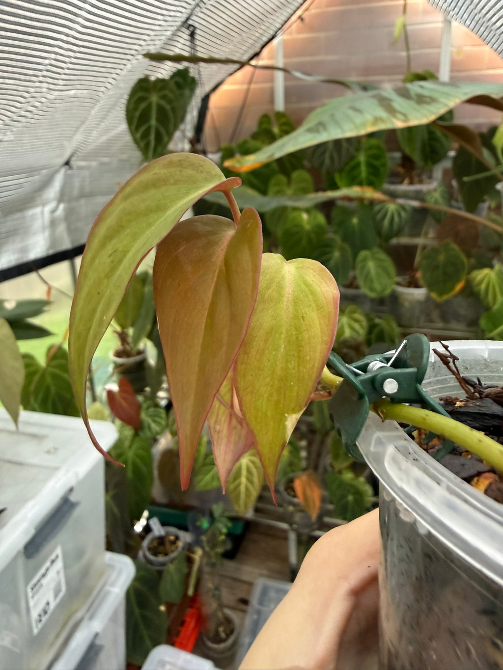 Philodendron Micans narrow form variegated