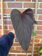 Anthurium 'Bosworth Beauty'