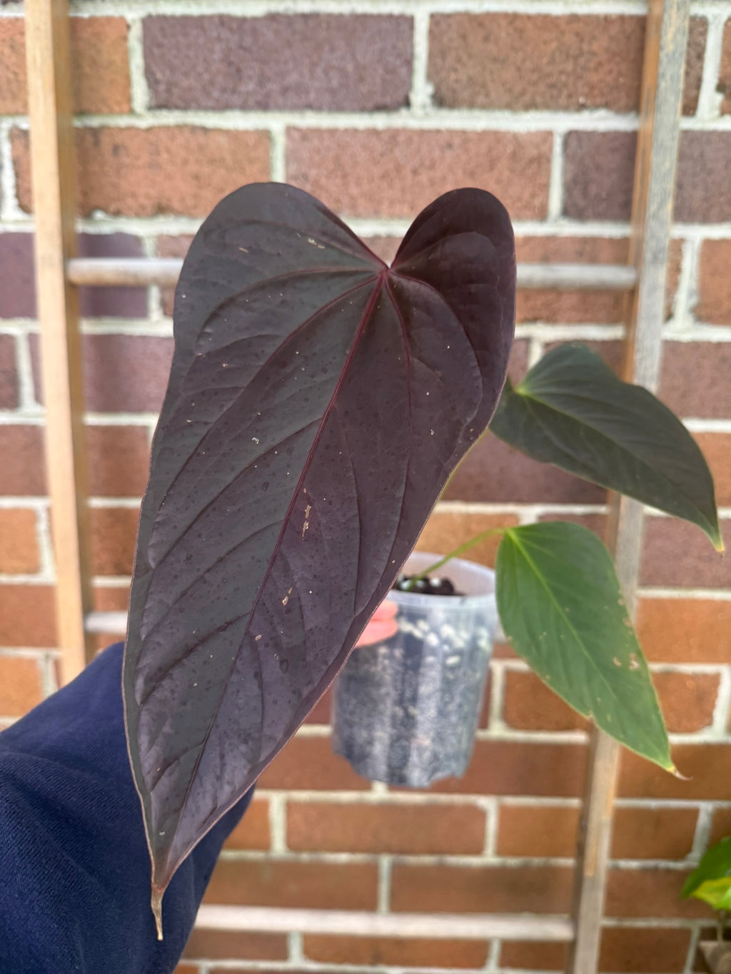 Anthurium 'Bosworth Beauty'