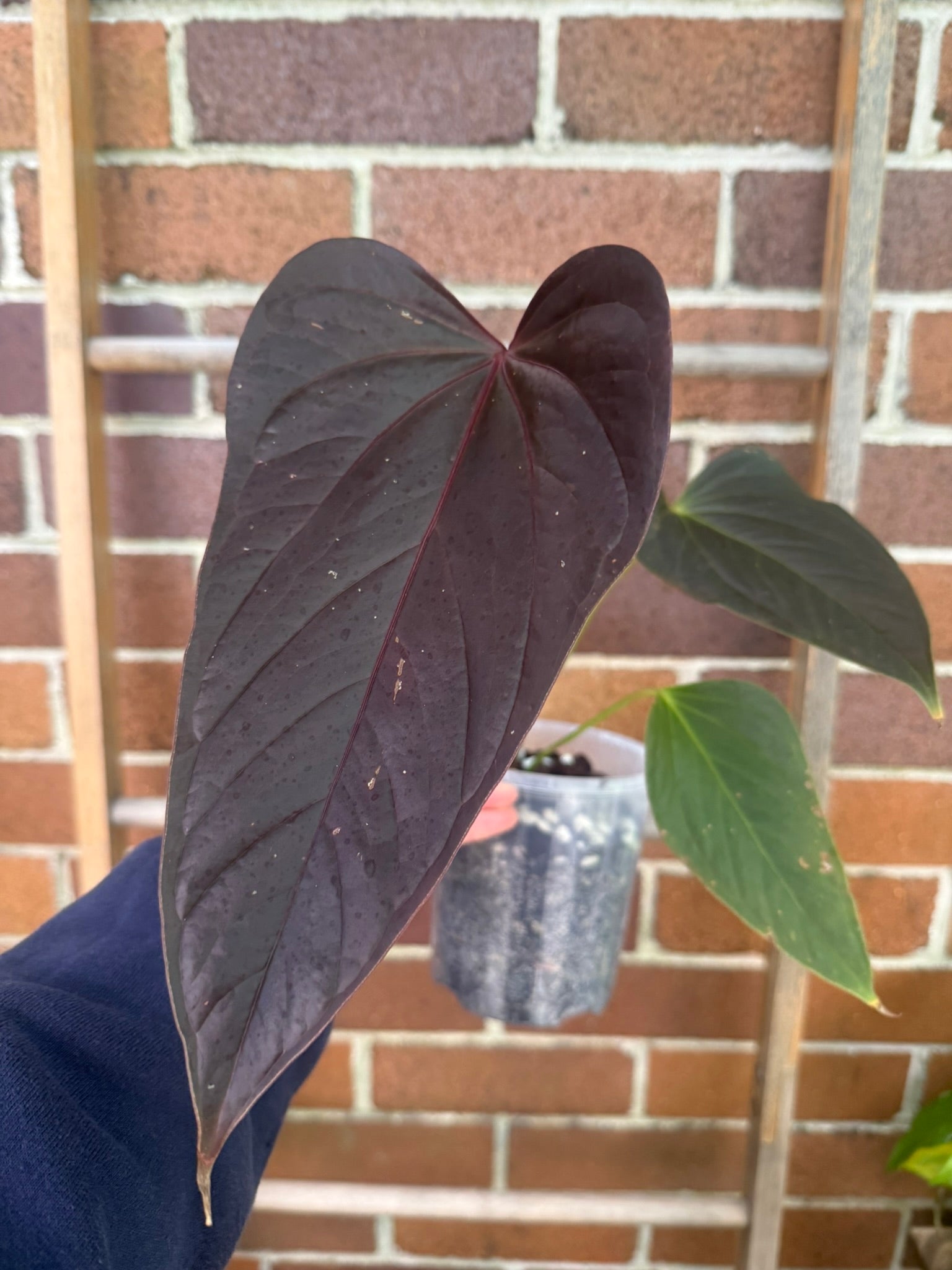 Anthurium 'Bosworth Beauty'
