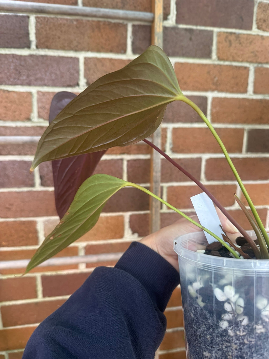 Anthurium 'Bosworth Beauty'