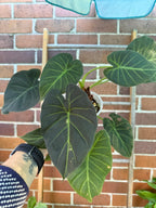 Alocasia Regal Sheild