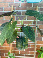 Alocasia Regal Sheild