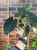 Alocasia Regal Sheild