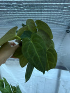 Anthurium papillilaminum X