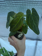 Anthurium papillilaminum X