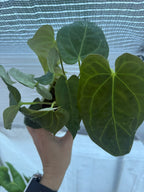 Anthurium papillilaminum X