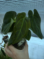 Anthurium papillilaminum X