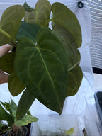 Anthurium papillilaminum X