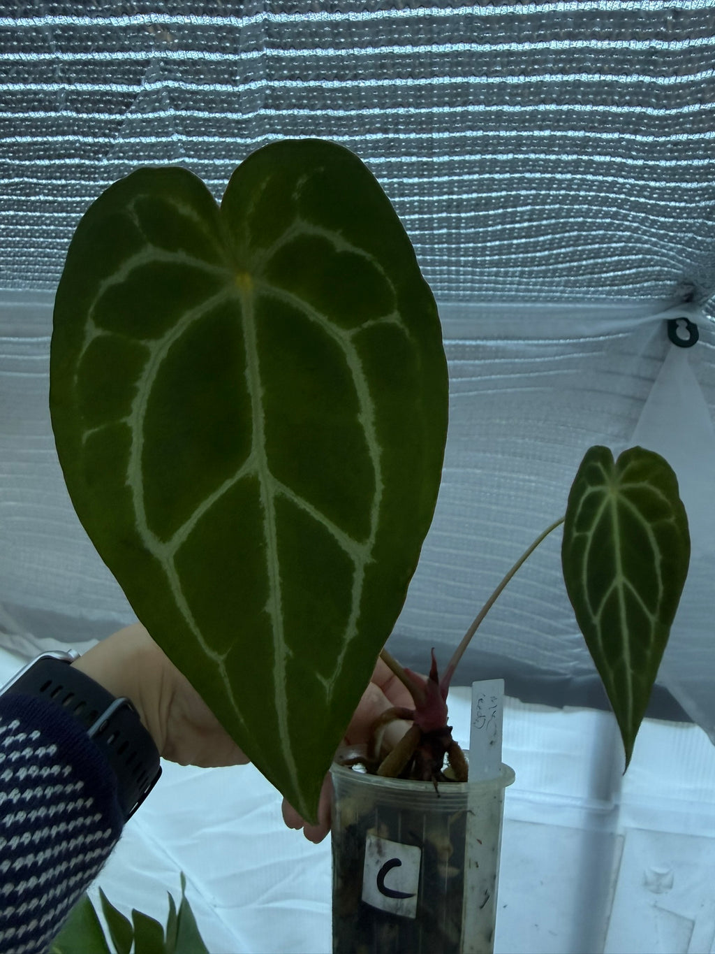 Anthurium Magnificum X Crytallinum