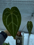 Anthurium Magnificum X Crytallinum