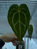 Anthurium Magnificum X Crytallinum