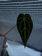 Anthurium Magnificum X Crytallinum