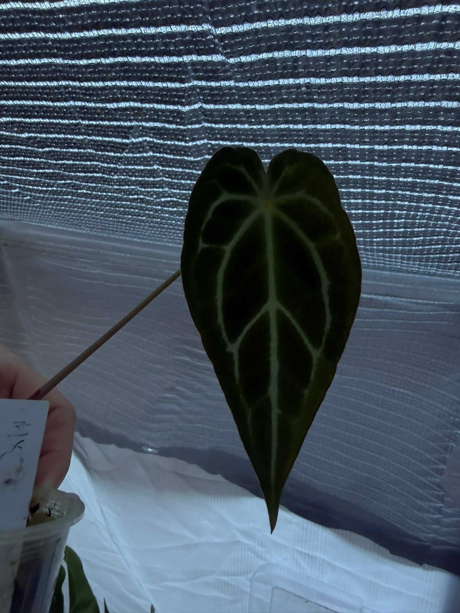 Anthurium Magnificum X Crytallinum