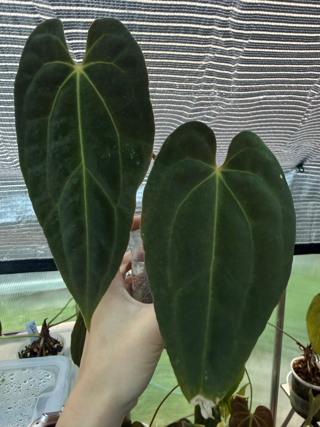 Anthurium papillilaminum x Besseae aff