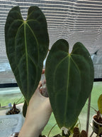 Anthurium papillilaminum x Besseae aff
