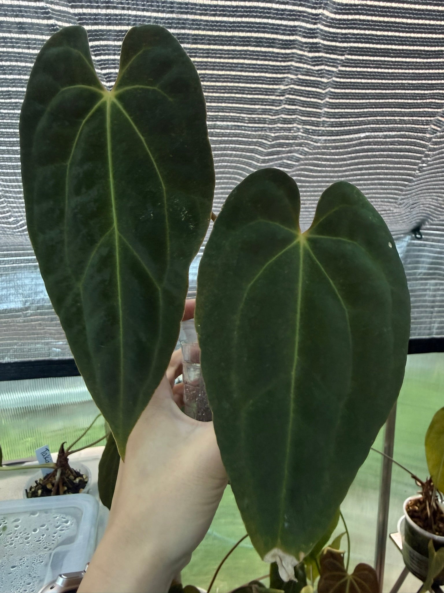 Anthurium papillilaminum x Besseae aff