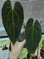 Anthurium papillilaminum x Besseae aff