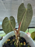 Anthurium papillilaminum x Besseae aff