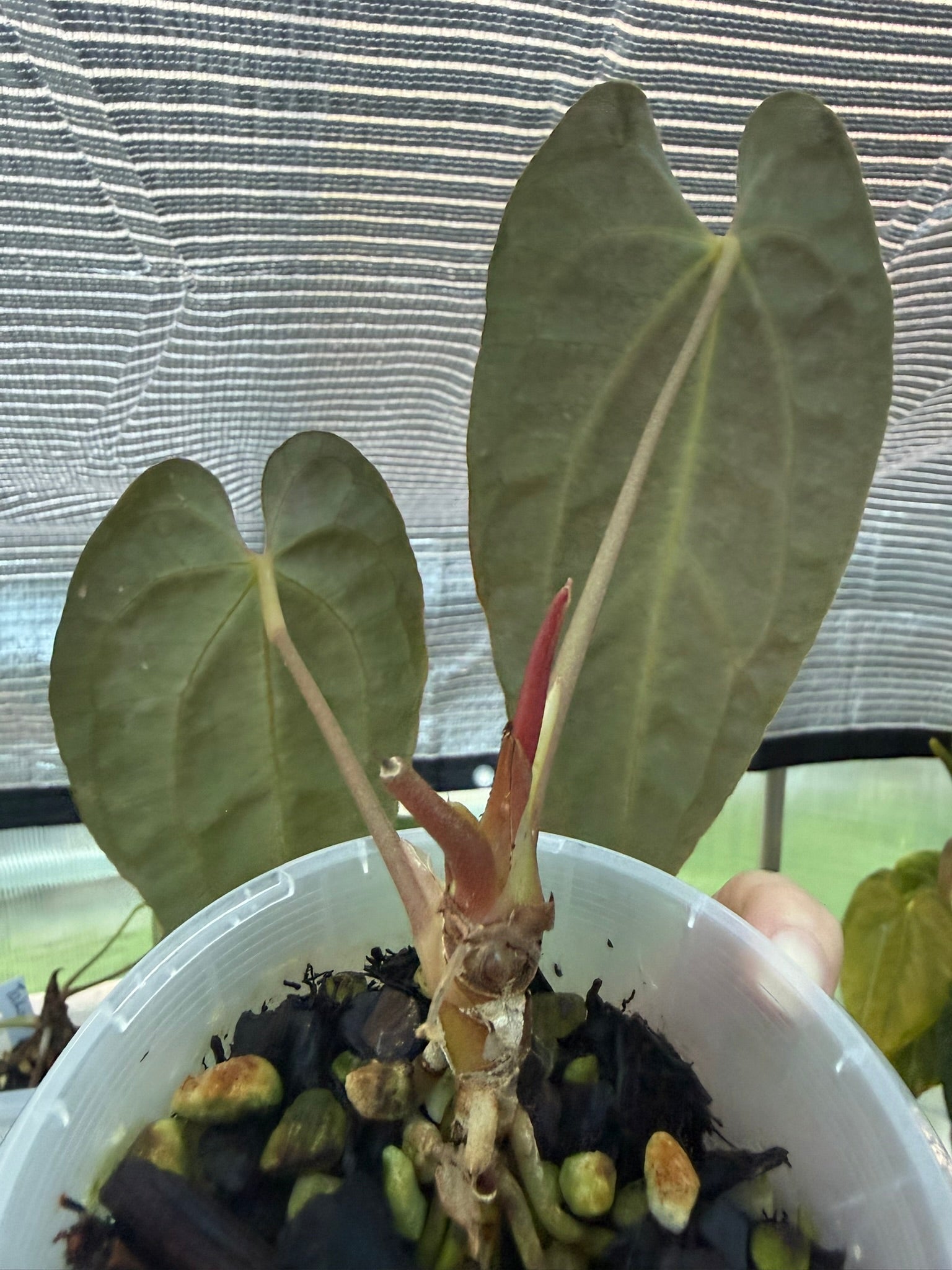 Anthurium papillilaminum x Besseae aff