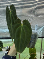 Anthurium papillilaminum x Besseae aff