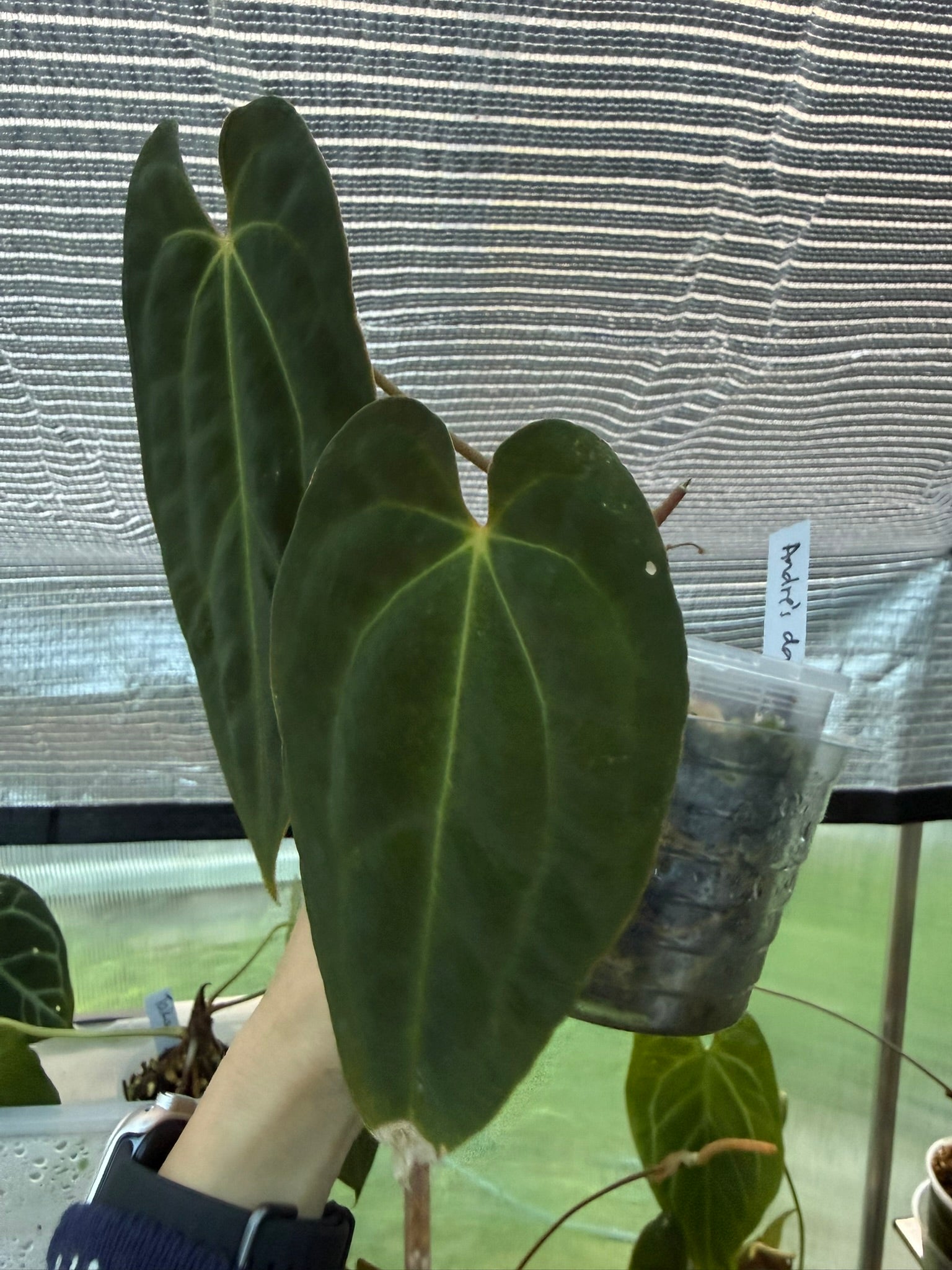 Anthurium papillilaminum x Besseae aff