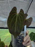 Anthurium papillilaminum x Besseae aff (red back)