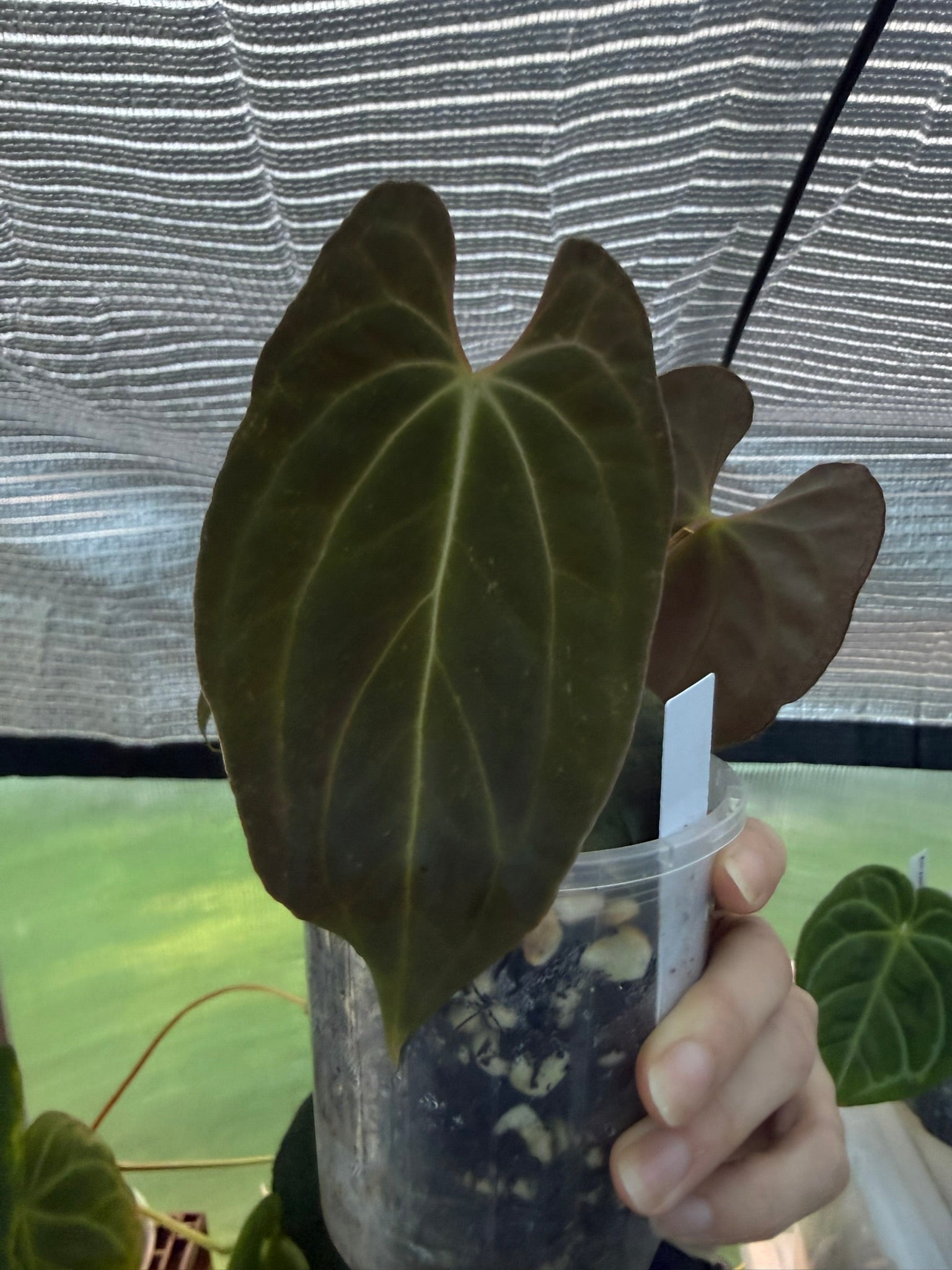 Anthurium papillilaminum x Besseae aff (red back)