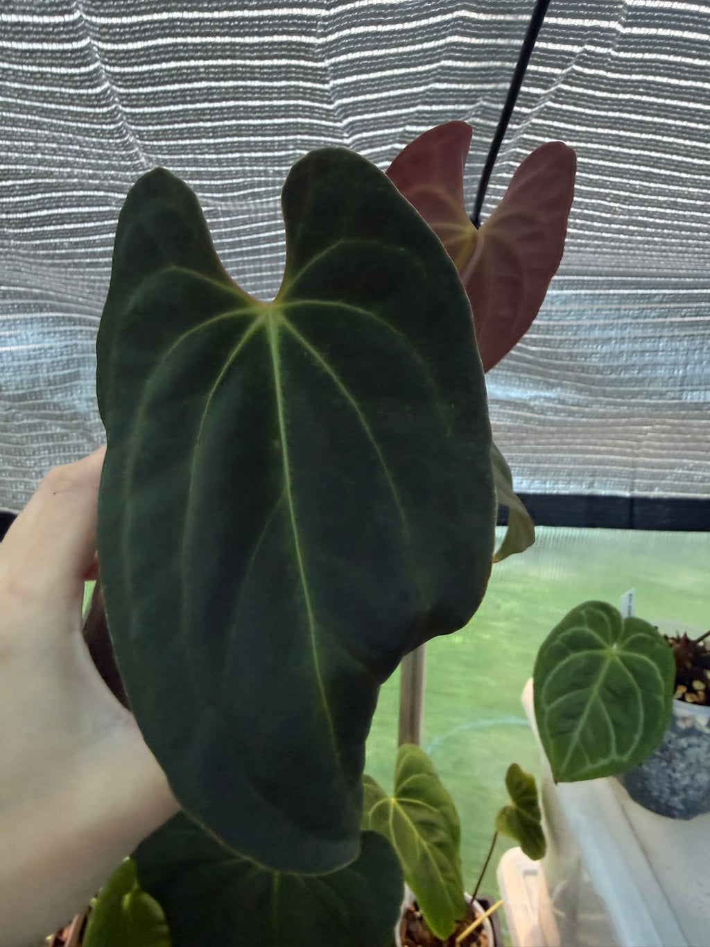 Anthurium papillilaminum x Besseae aff (red back)