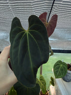 Anthurium papillilaminum x Besseae aff (red back)