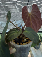 Anthurium papillilaminum x Besseae aff (red back)