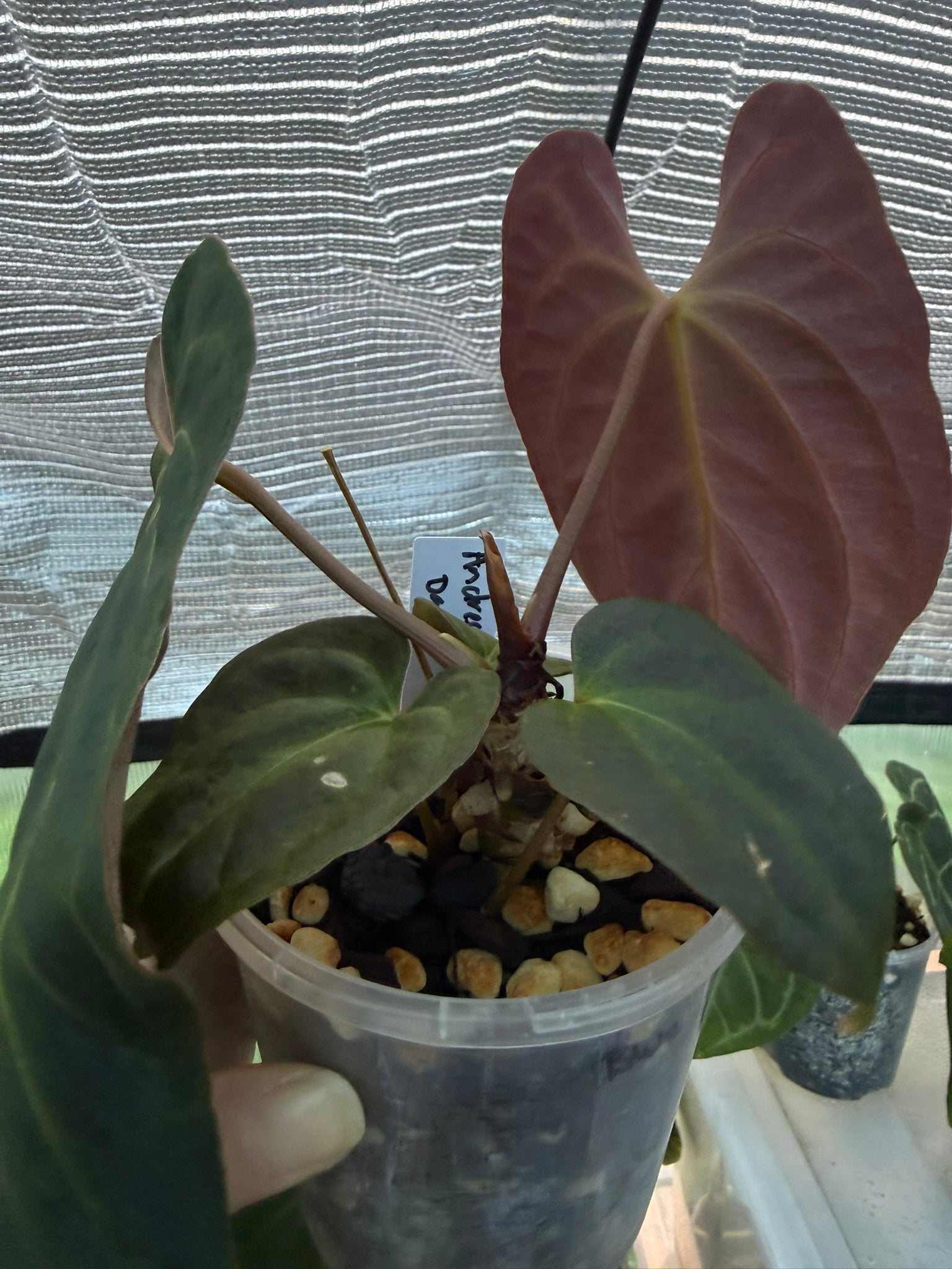 Anthurium papillilaminum x Besseae aff (red back)