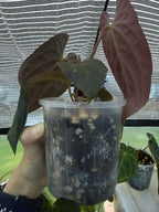 Anthurium papillilaminum x Besseae aff (red back)