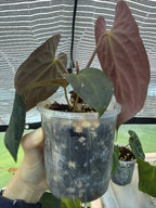 Anthurium papillilaminum x Besseae aff (red back)