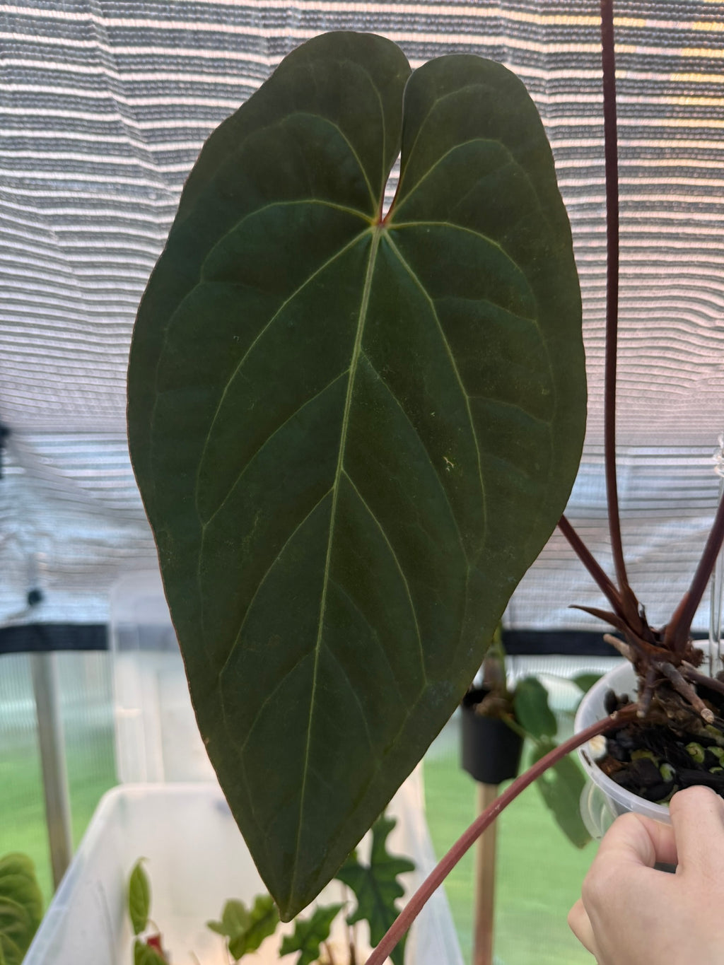 Anthurium PapxDres X Waddle NOID | 'Volcanic Ash'