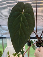 Anthurium 'Volcanic Ash' | PapxDres X Waddle NOID