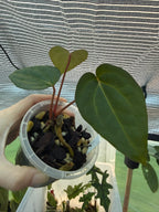 Anthurium 'Volcanic Ash' | PapxDres X Waddle NOID