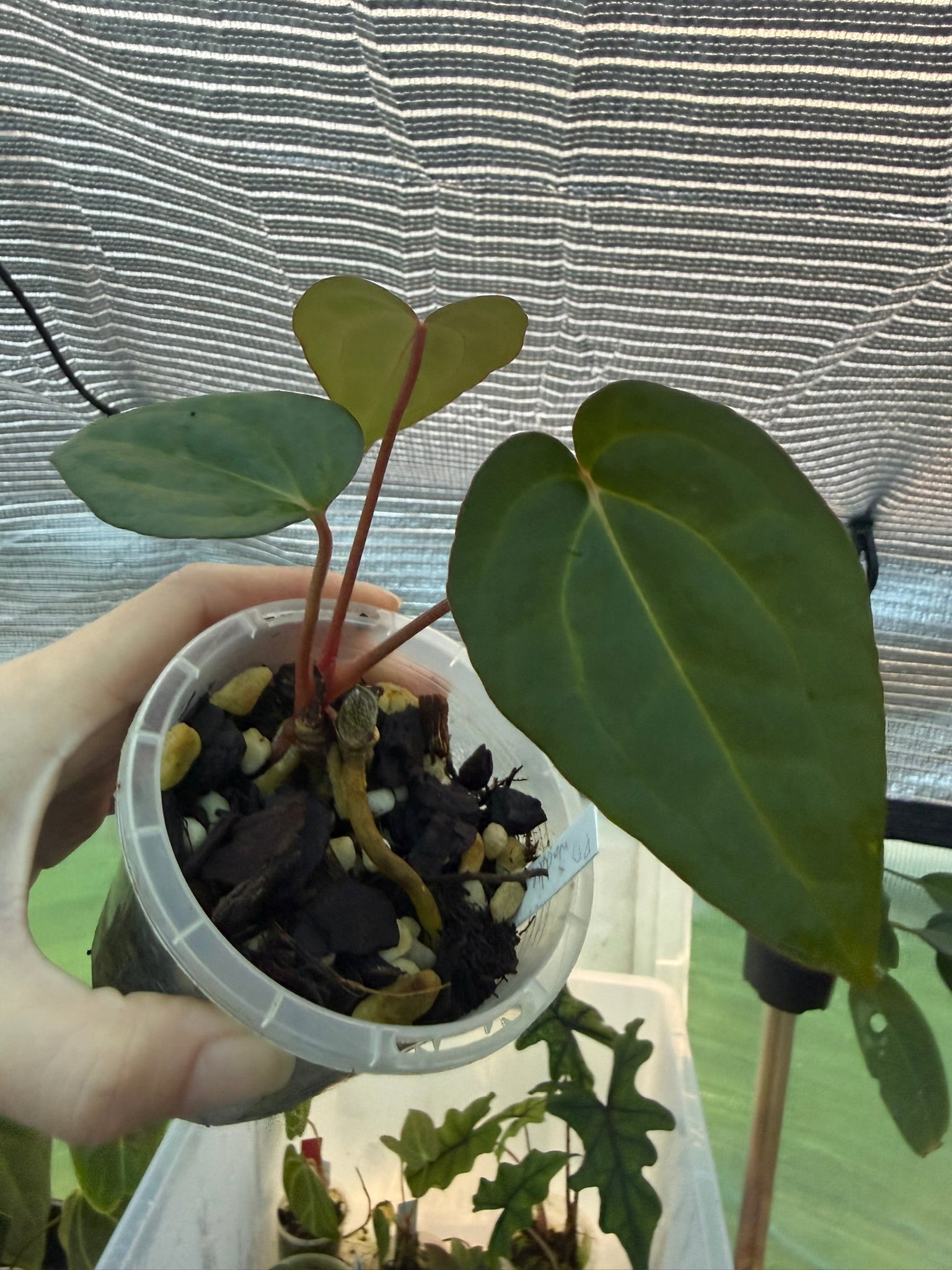 Anthurium PapxDres X Waddle NOID | 'Volcanic Ash'
