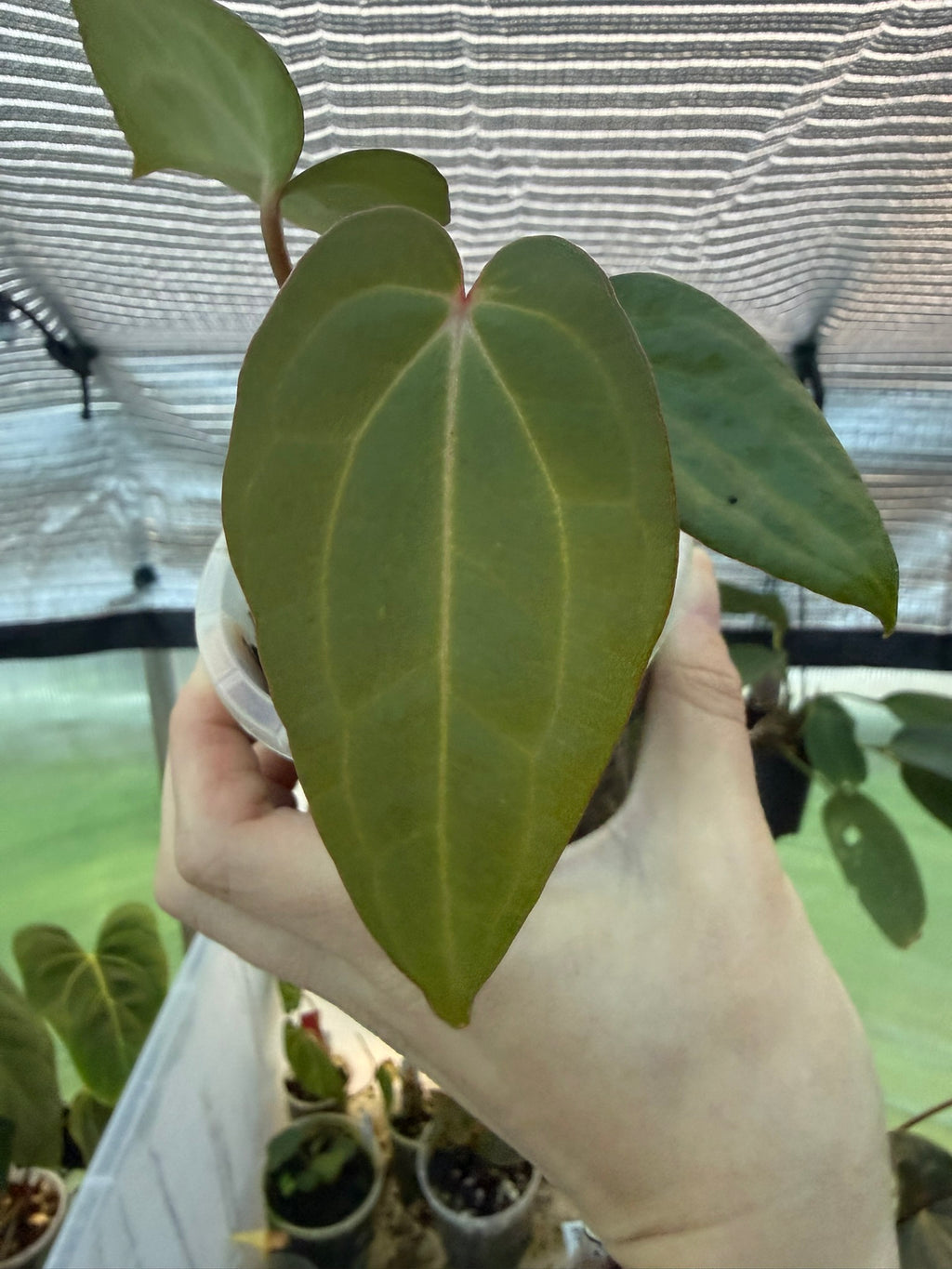 Anthurium PapxDres X Waddle NOID | 'Volcanic Ash'