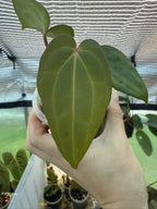 Anthurium 'Volcanic Ash' | PapxDres X Waddle NOID