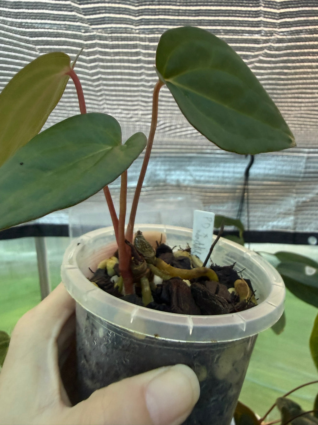 Anthurium PapxDres X Waddle NOID | 'Volcanic Ash'