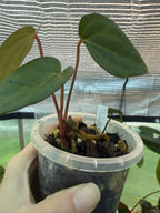 Anthurium 'Volcanic Ash' | PapxDres X Waddle NOID