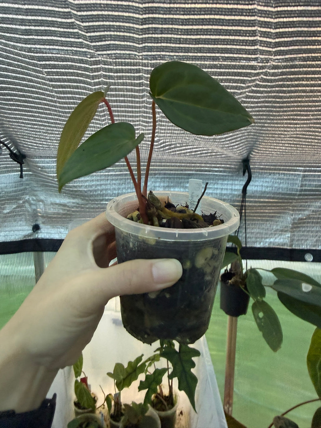 Anthurium PapxDres X Waddle NOID | 'Volcanic Ash'