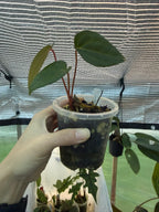 Anthurium 'Volcanic Ash' | PapxDres X Waddle NOID