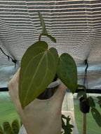 Anthurium 'Volcanic Ash' | PapxDres X Waddle NOID